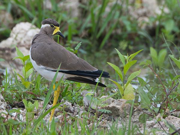 <h3><a href="/trips/srilanka/biota/animalia/chordata/aves/024 charadriiformes/009 charadriidae/vanellus malabaricus/vanellus malabaricus-nl.html">Vanellus&nbsp;malabaricus</a> / Yellow‑wattled&nbsp;lapwing / Malabarkievit</h3>NIKON D500 met AF-S Nikkor 80-400mm f/4.5-5.6G ED VR, 1/400 sec  bij F7.1, ISO 400, afstand 11.8&nbsp;m